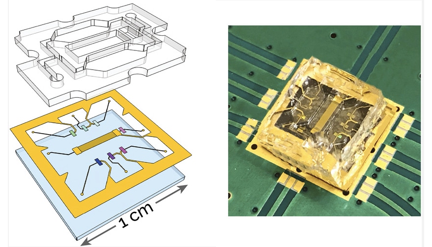 A coin-sized device to detect measles virus in saliva