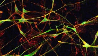 First Italian Glia Network Symposium