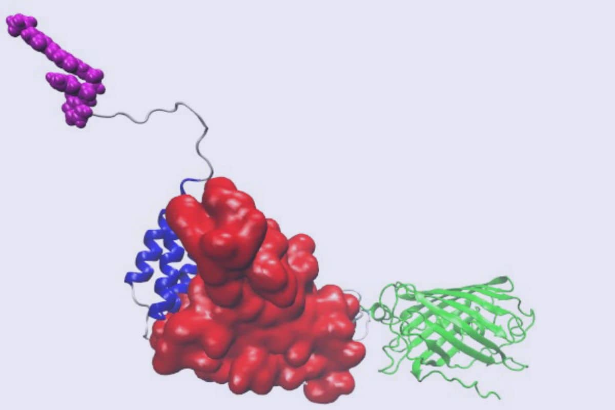Innovative GFP-based sensor paves the way for rapid virus detection in clinical settings